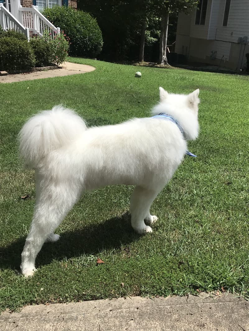 Fluffy white dog in a bandana standing on a green lawn outside a house