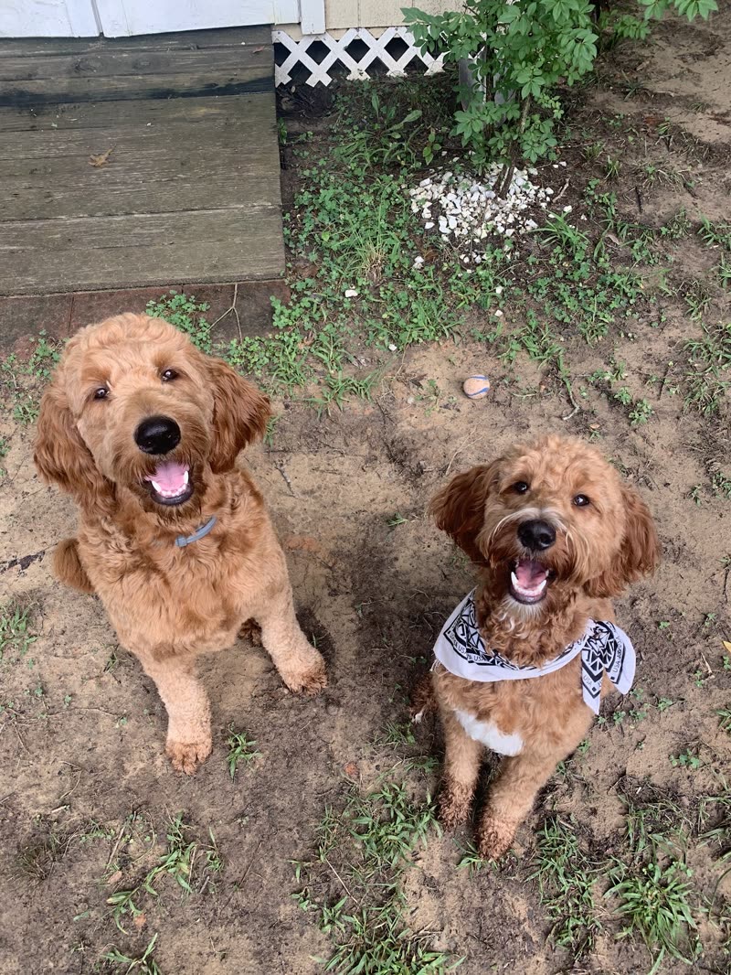 Two groomed doodles, one golden and one apricot in a bandana, sitting in a garden bed