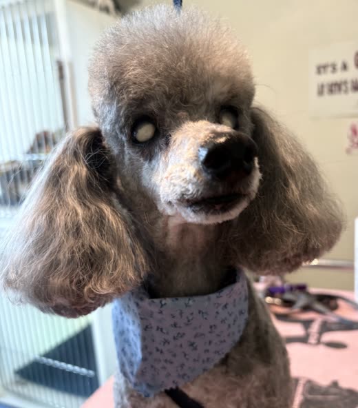 Freshly groomed silver-grey poodle in a floral bandana looking at the camera