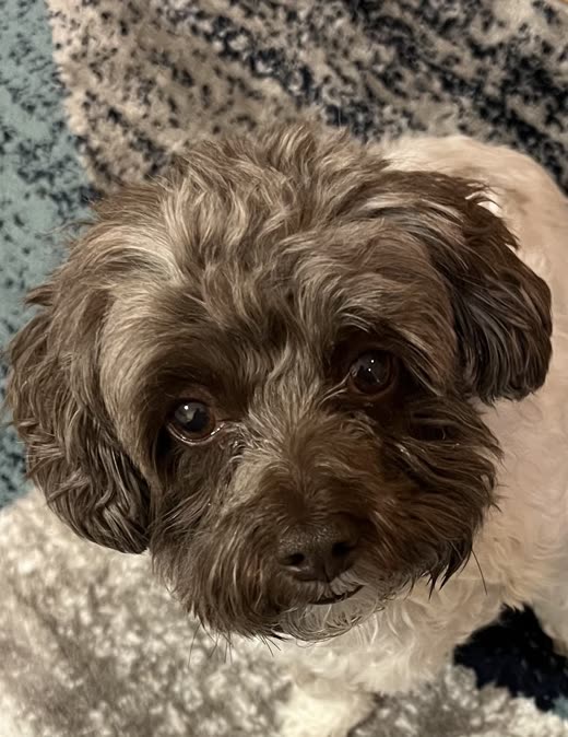 Close-up of a brown-and-white shih tzu mix with a freshly trimmed face