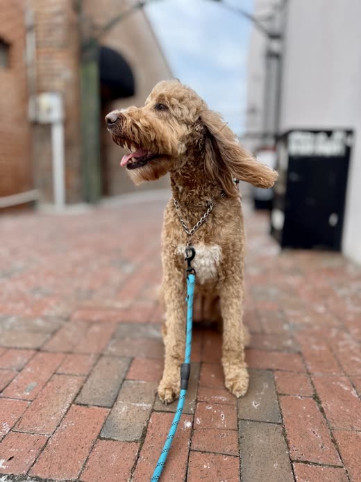 Apricot doodle on a lead outdoors, freshly blow-dried coat lifting in the breeze